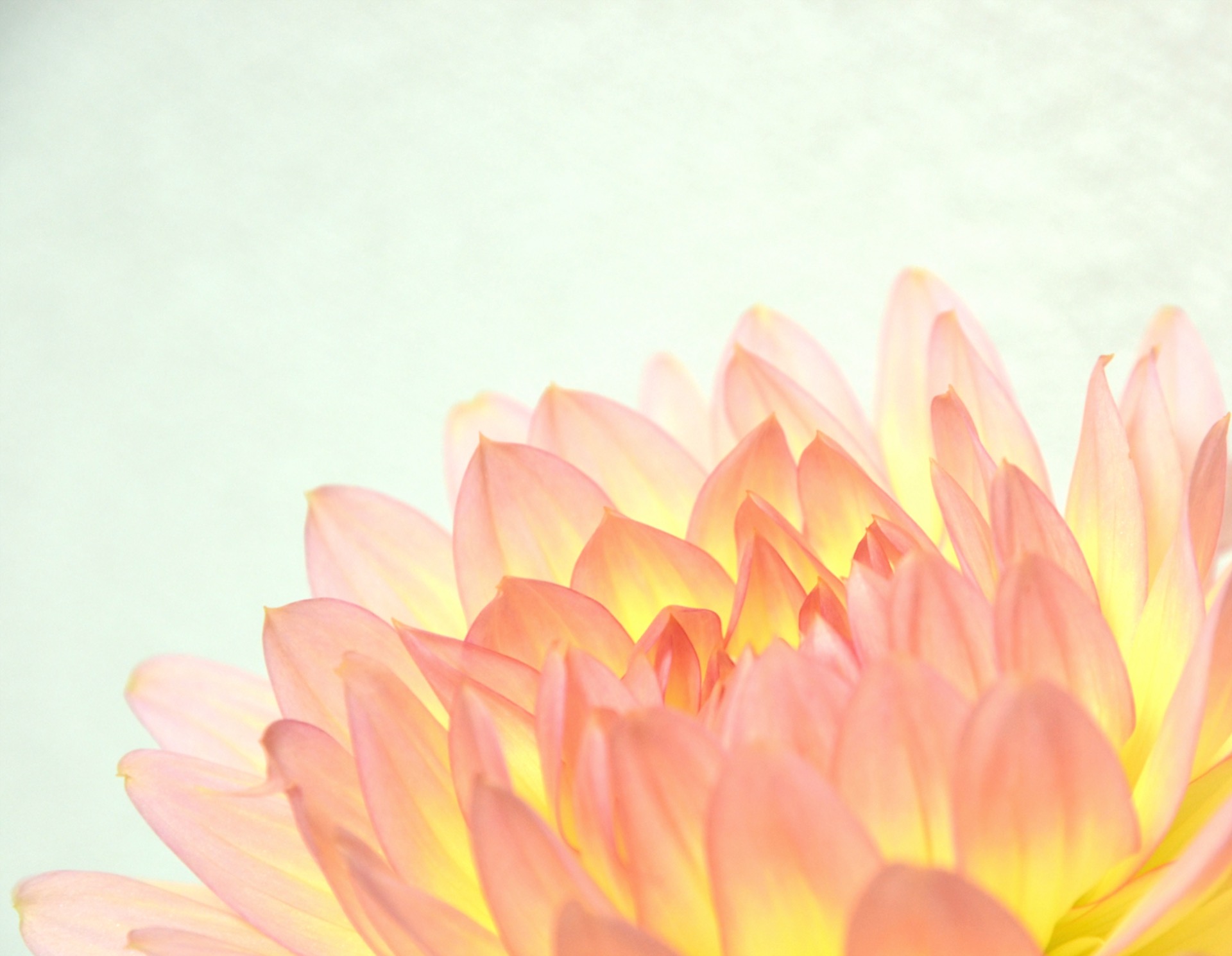 Una flor rosa y naranja, fotografiada por Chika Kobori