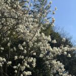 ルイシートへ｜ラモン・アロム・スアレスへのインタビューの件