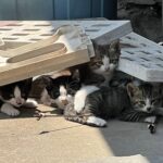 近所の猫たちとS井さん。