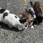 近隣の猫問題と６匹の猫の保護。